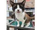 Adopt MR HANDSOME a Domestic Short Hair