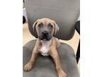 Adopt Ned Nederlander a Boxer, Mixed Breed