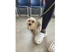 Adopt Jax a Yorkshire Terrier, Mixed Breed