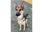 Adopt Zadkiel a German Shepherd Dog