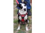 Adopt Max a Smooth Collie, Australian Cattle Dog / Blue Heeler