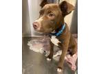 Adopt A619813 a American Staffordshire Terrier, Mixed Breed