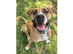 Adopt Loki a Boxer, Mixed Breed