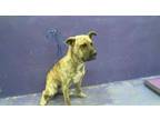 Adopt BRUCE a Staffordshire Bull Terrier, Mixed Breed