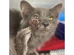 Adopt Harvey a Domestic Short Hair