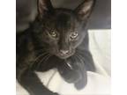 Adopt Cosmo a Domestic Short Hair