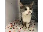 Adopt Ollie a Domestic Medium Hair