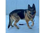 Adopt River (ID 41533/654) a German Shepherd Dog