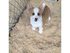 Pembroke Welsh Corgi Puppy for sale in Martinsville, VA, USA