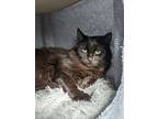 Adopt Armani a Maine Coon