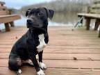 Adopt Coal a Pit Bull Terrier