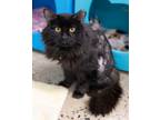 Adopt RUSSELL a Domestic Long Hair