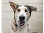 Adopt Chandler a Siberian Husky, Mixed Breed