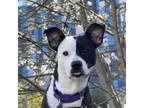 Adopt Ghost a Pit Bull Terrier, Mixed Breed