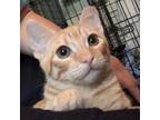 Adopt Ahi a Domestic Short Hair