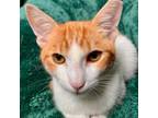 Adopt Pono a Domestic Short Hair