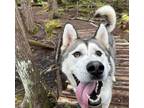 Adopt Hemlock a Siberian Husky