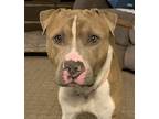 Adopt Colonel Mustard - In Foster a American Staffordshire Terrier