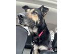 Adopt Raco a German Shepherd Dog