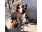 Adopt Bruce a Pit Bull Terrier