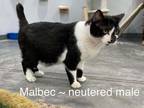 Adopt Malbec a Manx
