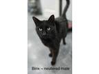 Adopt Binx a Domestic Short Hair