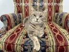 Adopt Courage a Domestic Short Hair