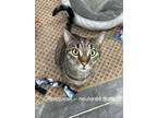 Adopt Pipsqueak a Domestic Short Hair