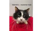 Adopt Valentino a Domestic Long Hair