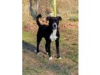Adopt Oreo a Boxer, American Staffordshire Terrier