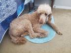 Adopt Pippen & Penelope a Standard Poodle