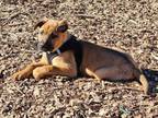 Adopt TITO a Shepherd, Black Mouth Cur