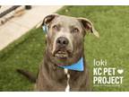 Adopt Loki a Pit Bull Terrier, Mixed Breed