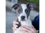 Adopt Tool Pup - Rivet - Adopted! a Hound, Terrier