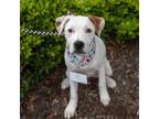 Adopt Ratchet (Tool Pup) a Hound, Terrier