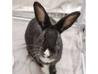 Adopt Raymond a Bunny Rabbit