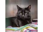 Adopt Eddy a Domestic Short Hair