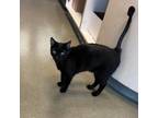 Adopt Samuel a Domestic Short Hair