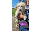 Adopt Robert a Terrier