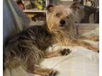 Adopt Scooter a Yorkshire Terrier