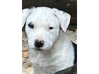 Adopt Infamous B's: Bolt a Pit Bull Terrier