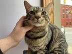 Adopt Lincoln a Tabby, Domestic Short Hair