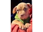 Adopt Confetti a Pit Bull Terrier