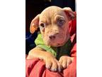 Adopt Confetti a Labrador Retriever, Pit Bull Terrier