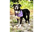 Adopt Camou a Mountain Cur, Staffordshire Bull Terrier