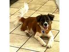 Adopt Henry (3 legged) a Border Collie, Spaniel