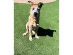Adopt Madrone pup: Birch a Cattle Dog