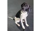 Adopt Bailey a English Pointer