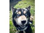 Adopt Keanu a Siberian Husky, Chow Chow