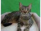 Adopt SABER - THE ABSOLUTE BEST KITTY a Domestic Short Hair
